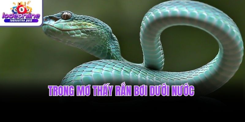 Trong mơ thấy rắn bơi dưới nước