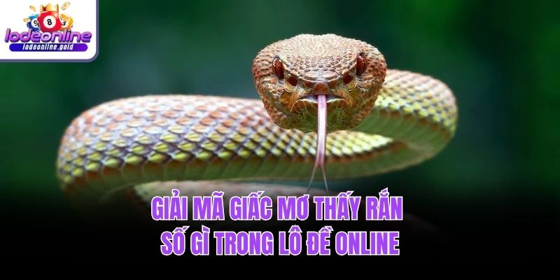 Giải mã giấc mơ thấy rắn đánh đề số mấy trúng lớn